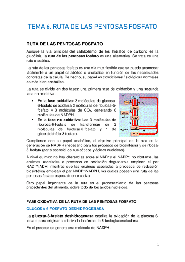 Miniatura del documento TEMA-6.-RUTA-DE-LAS-PENTOSAS-FOSFATO.pdf