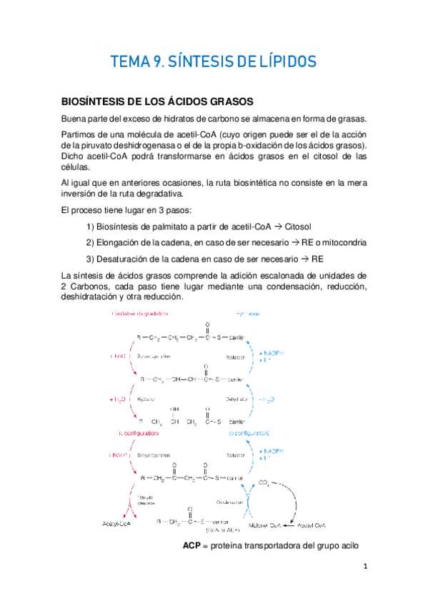 Miniatura del documento TEMA-9.-METABOLISMO-DE-LOS-LIPIDOS-II.pdf