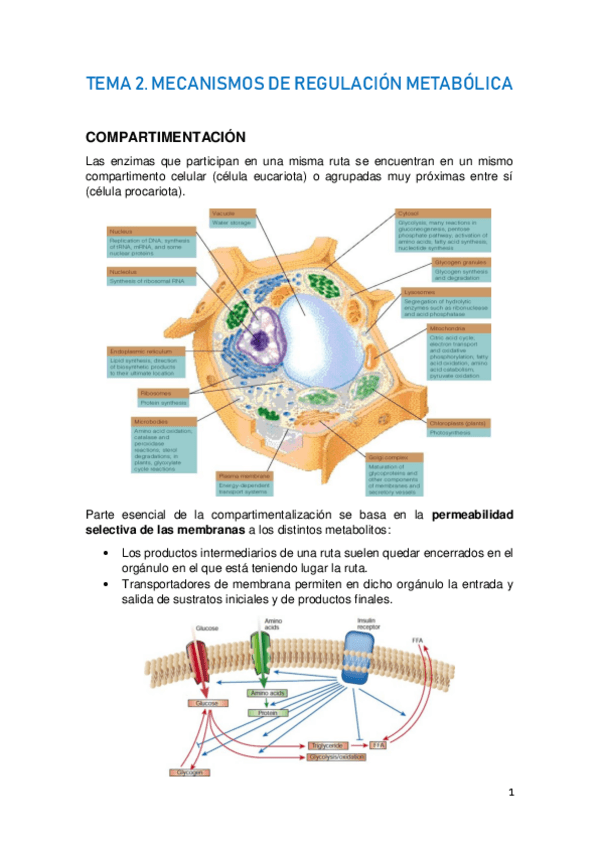 Miniatura del documento TEMA-2.-MECANISMOS-DE-REGULACION-METABOLICA.pdf