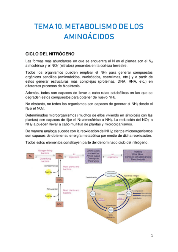 Miniatura del documento TEMA-10.-METABOLISMO-DE-LOS-AMINOACIDOS.pdf