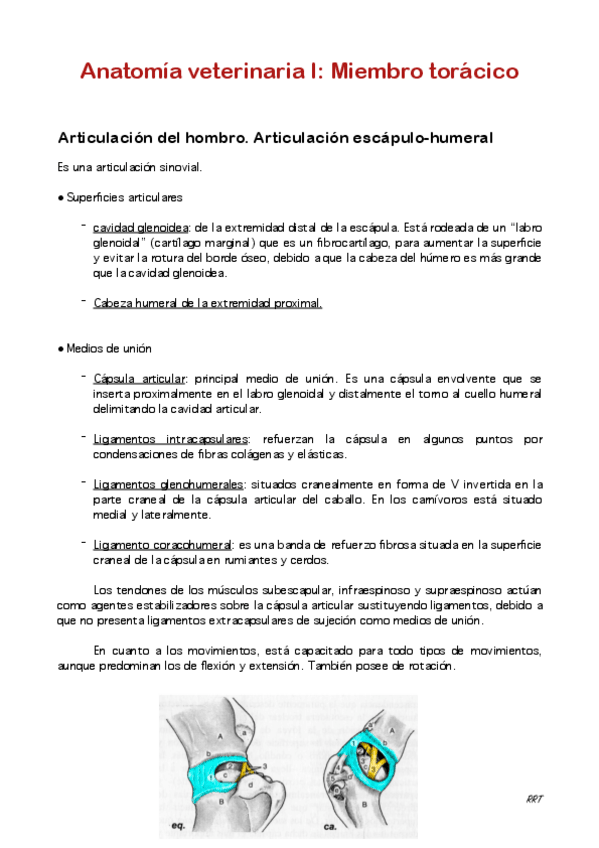 Miniatura del documento Miembro-toracico.pdf