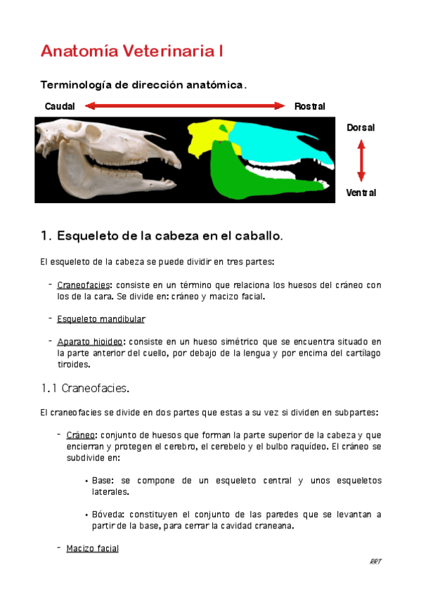 Miniatura del documento Osteologia-cabeza.pdf