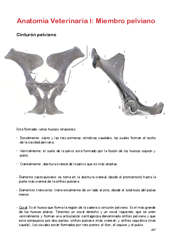 Miniatura del documento Miembro-pelviano.pdf