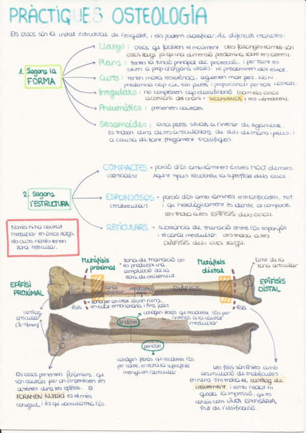 Miniatura del documento 1.-Introduccio-osteologia.pdf