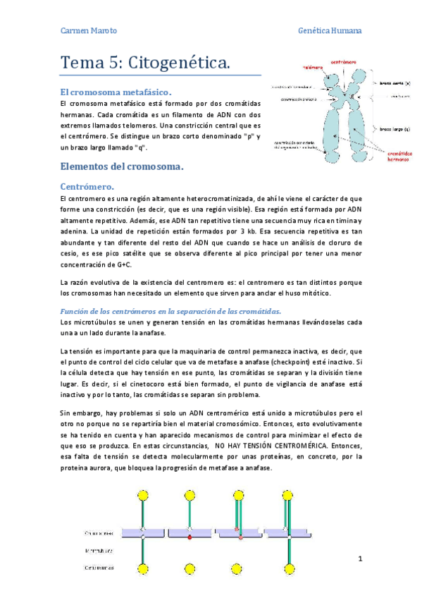 Miniatura del documento Tema 5 - Citogenética..pdf