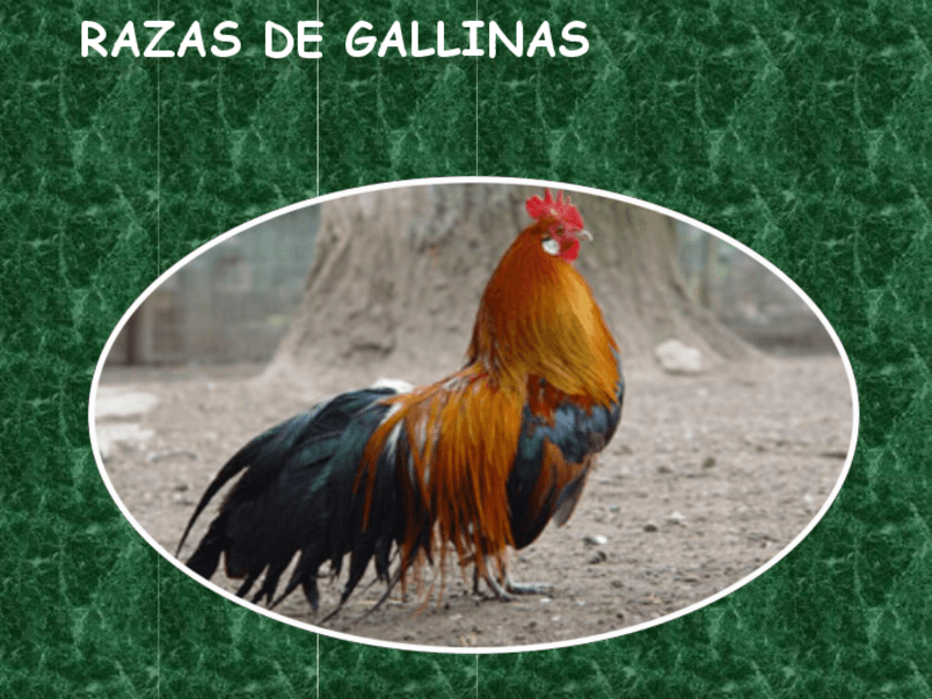 Miniatura del documento RAZAS-GALLINAS.pdf