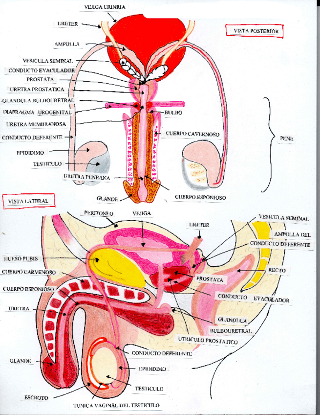Miniatura del documento 1105-Medina-Alcantar-Maria-del-Carmen-1-1.pdf
