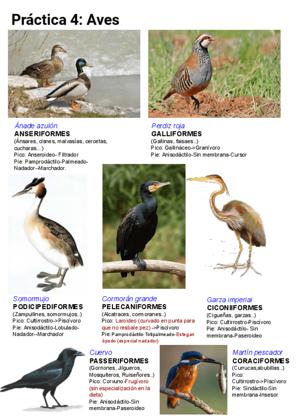 Miniatura del documento Practica-4-ZooI-Aves.pdf