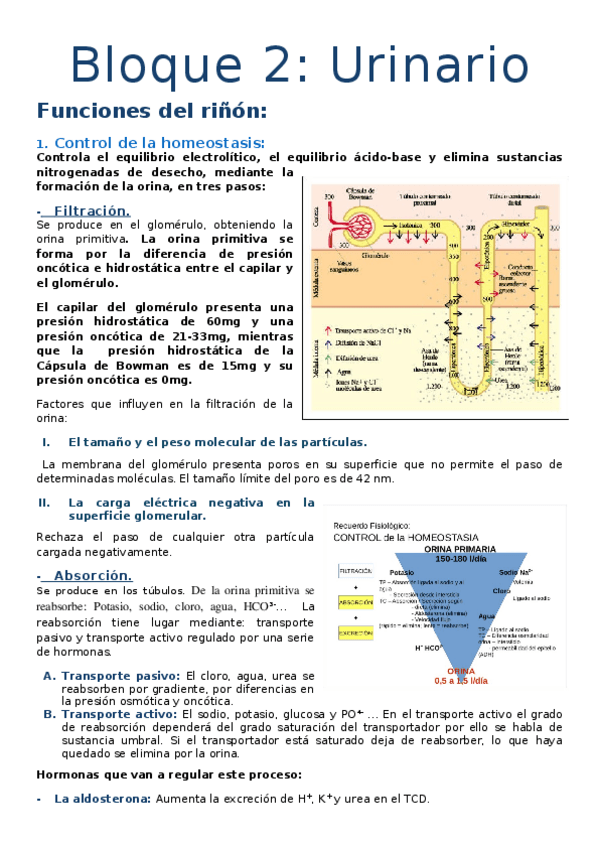 Miniatura del documento Bloque-2-URINARIO.docx