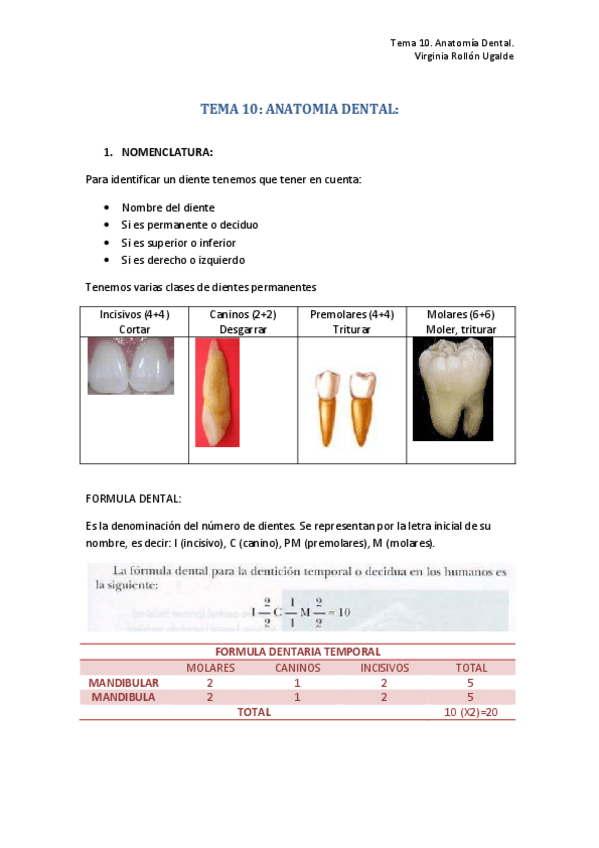 Miniatura del documento TEMA 10. ANATOMIA DENTAL.pdf