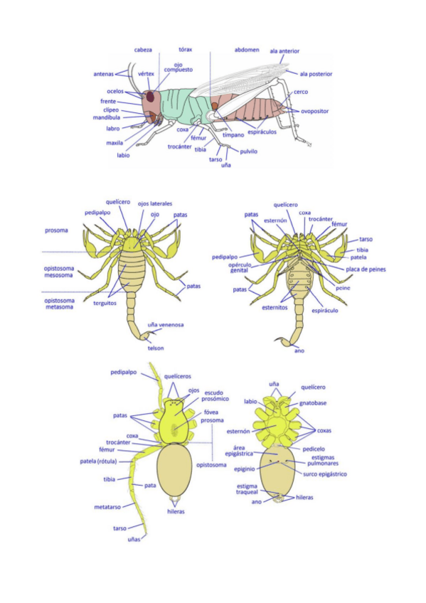 Miniatura del documento Examen-practicas-zoologia.pdf