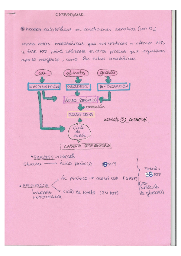 Miniatura del documento tema-CATABOLISMO.pdf