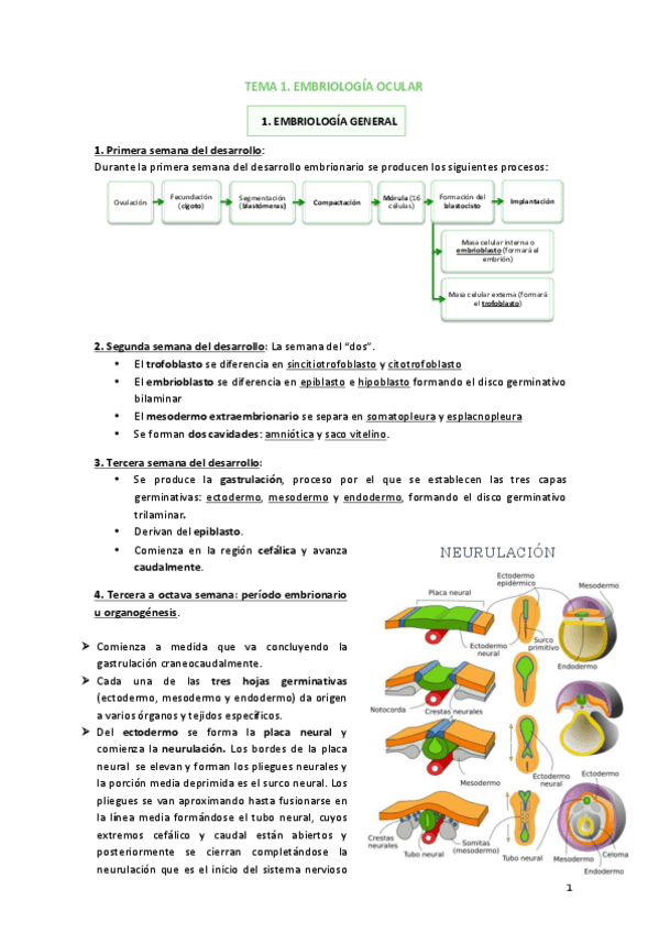 Miniatura del documento Tema-1-Embriologia-ocular.pdf