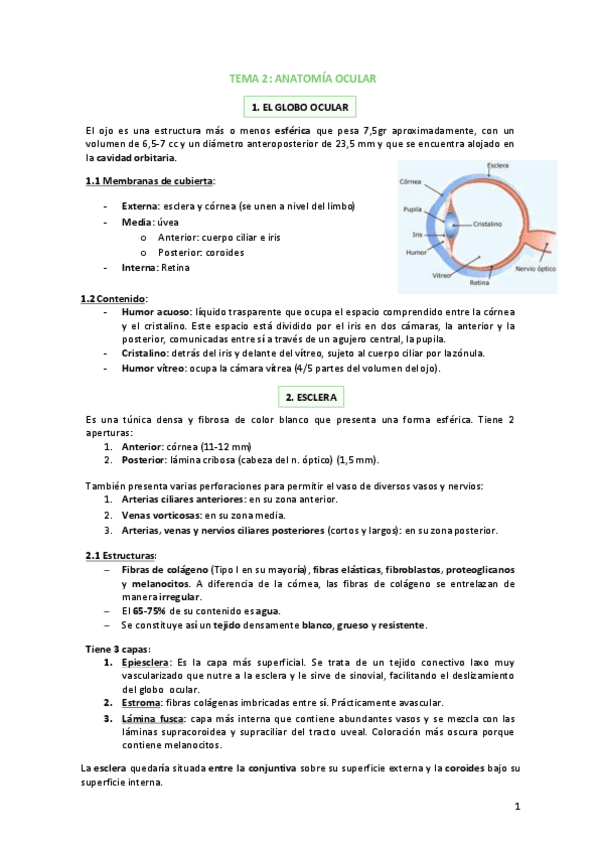 Miniatura del documento Tema-2-Anatomia-ocular.pdf