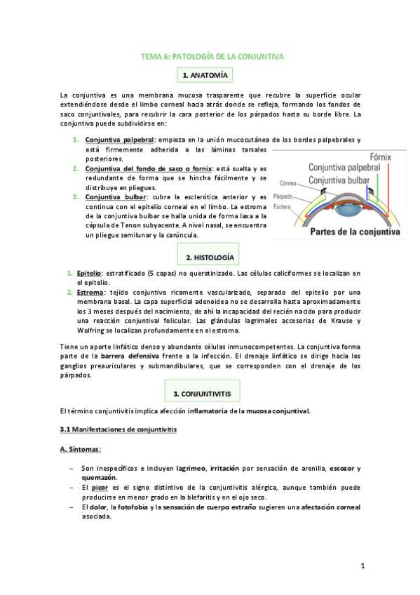Miniatura del documento Tema-6-Patologia-de-la-conjuntiva.pdf