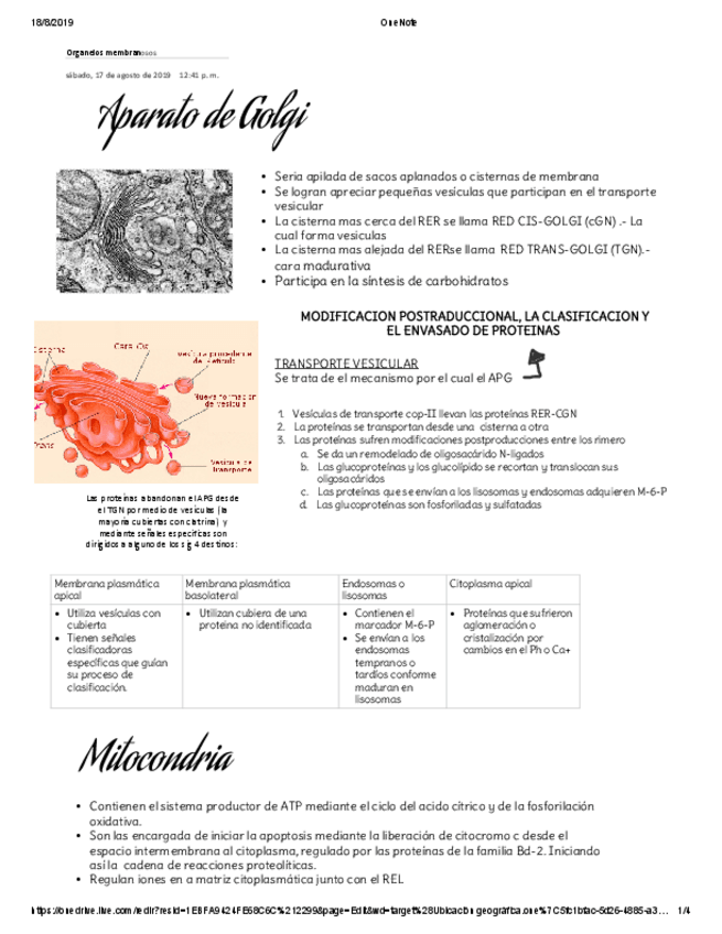 Miniatura del documento organelos-membranosos.pdf