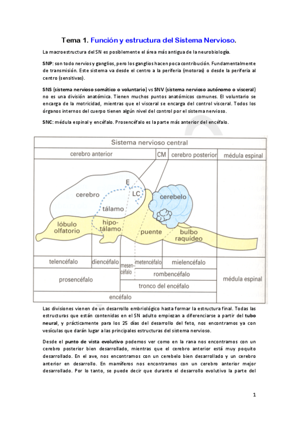 Miniatura del documento Neurobiologia-True0.pdf