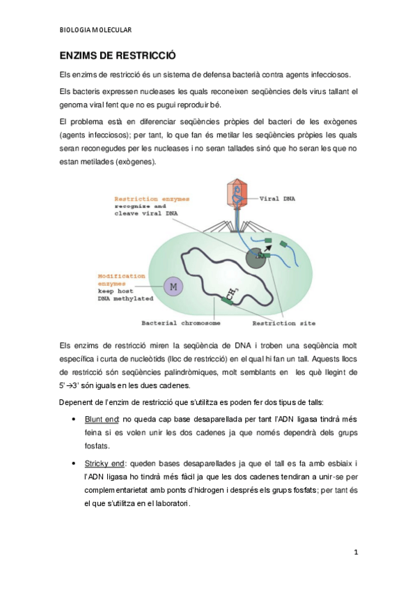 Miniatura del documento ENZIMS-DE-RESTRICCIO.pdf