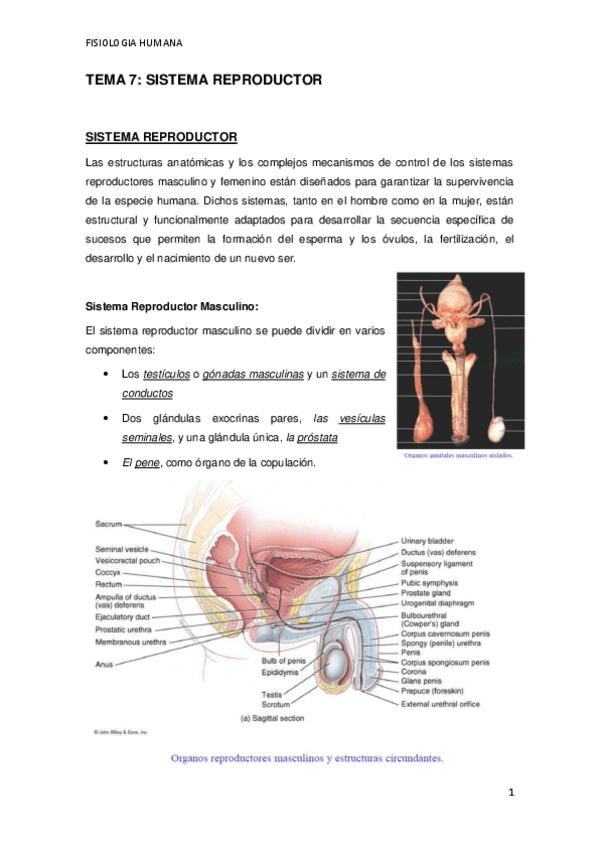 Miniatura del documento TEMA-7.pdf