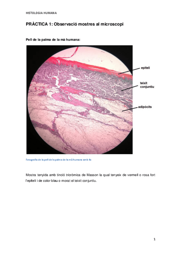 Miniatura del documento PRACTICA-1.pdf