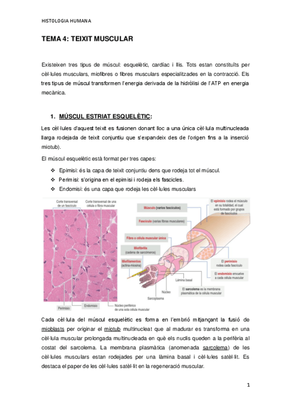 Miniatura del documento TEMA-4.pdf