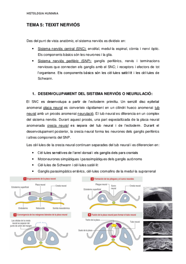 Miniatura del documento TEMA-5.pdf