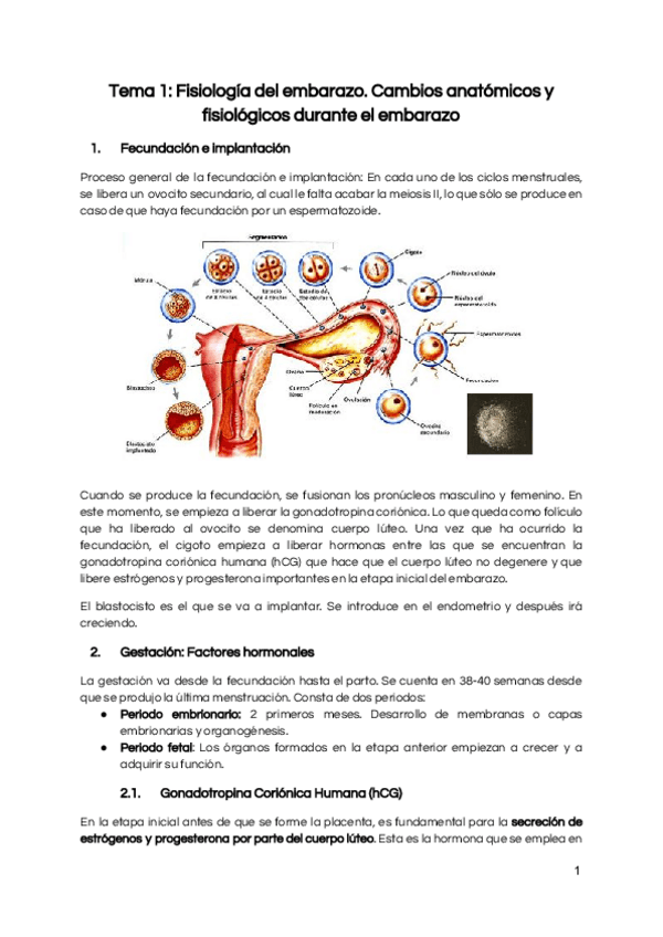 Miniatura del documento Tema-1-Fisiologia-del-embarazo.pdf