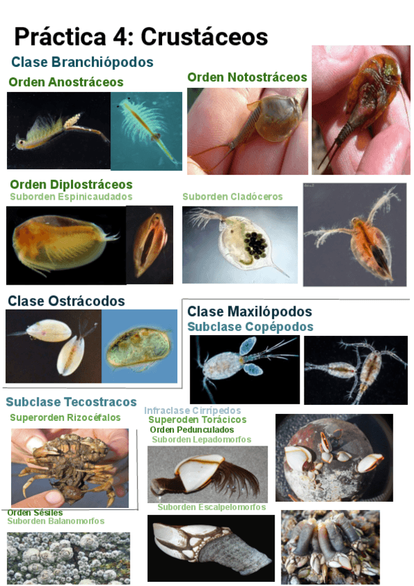 Miniatura del documento Practica-4-ZooII-Crustaceos.pdf