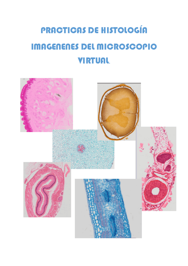 Miniatura del documento PRACTICAS DE HISTOLOGÍAto.pdf
