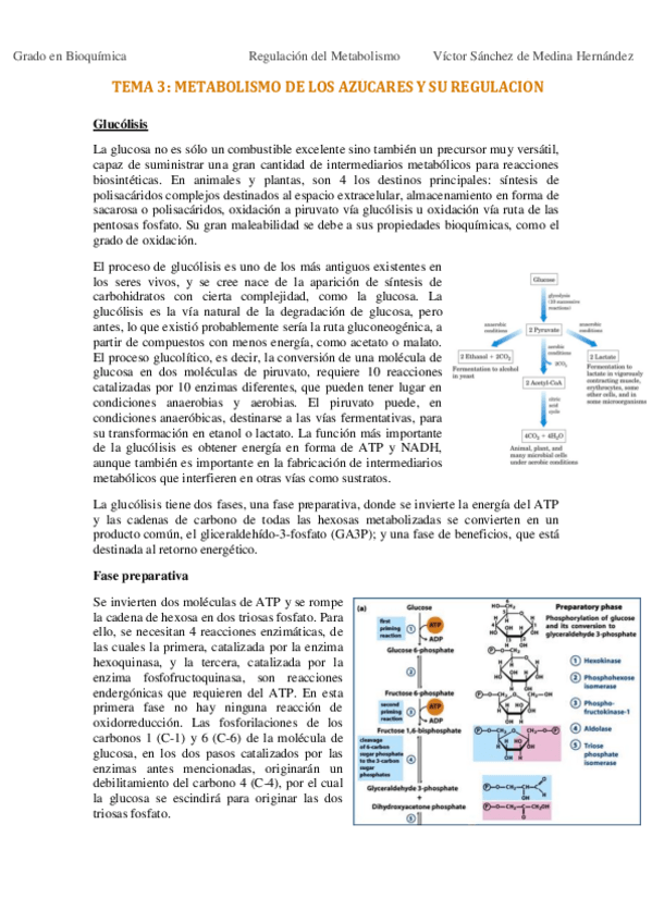Miniatura del documento Tema 3. Metabolismo de carbohidratos VSM.pdf
