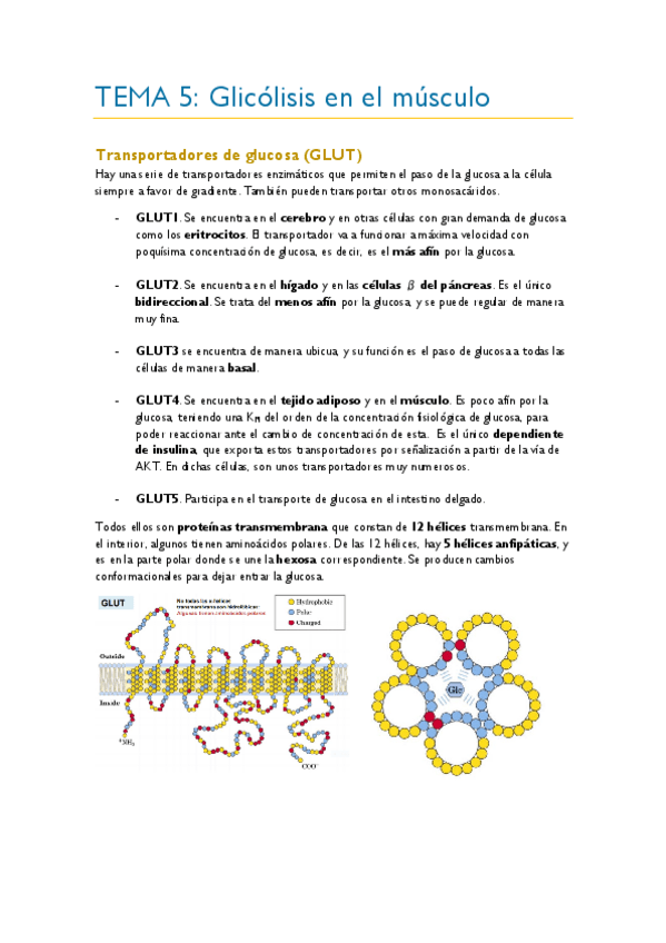 Miniatura del documento TEMA-5.pdf