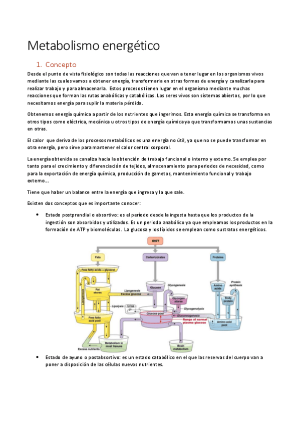 Miniatura del documento Metabolismo-energetico.pdf