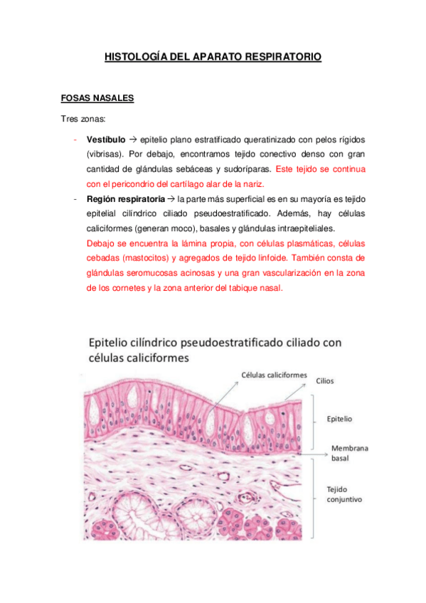 Miniatura del documento TEMA-3-ANEXO-HISTOLOGIA-DEL-APARATO-RESPIRATORIO.pdf