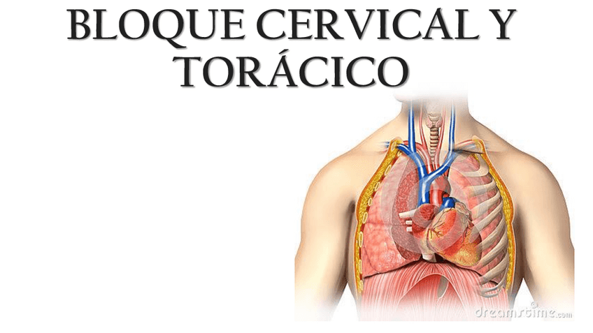 Miniatura del documento PATOLOGIAS-MACROSCOPICAS-BLOQUE-CERVICAL--TORACICO.pdf