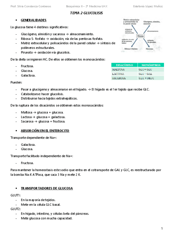 Miniatura del documento TEMA-2-GLUCOLISIS-subir.pdf