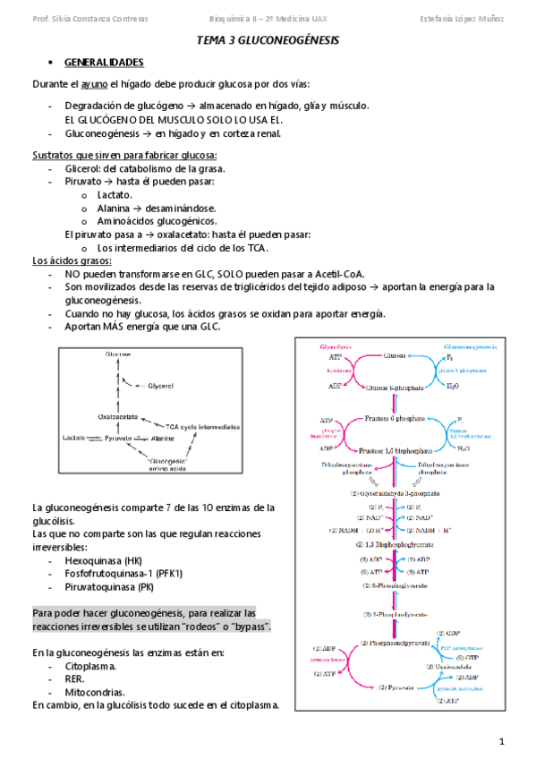 Miniatura del documento TEMA-3-GLUCONEOGENESIS-subir.pdf