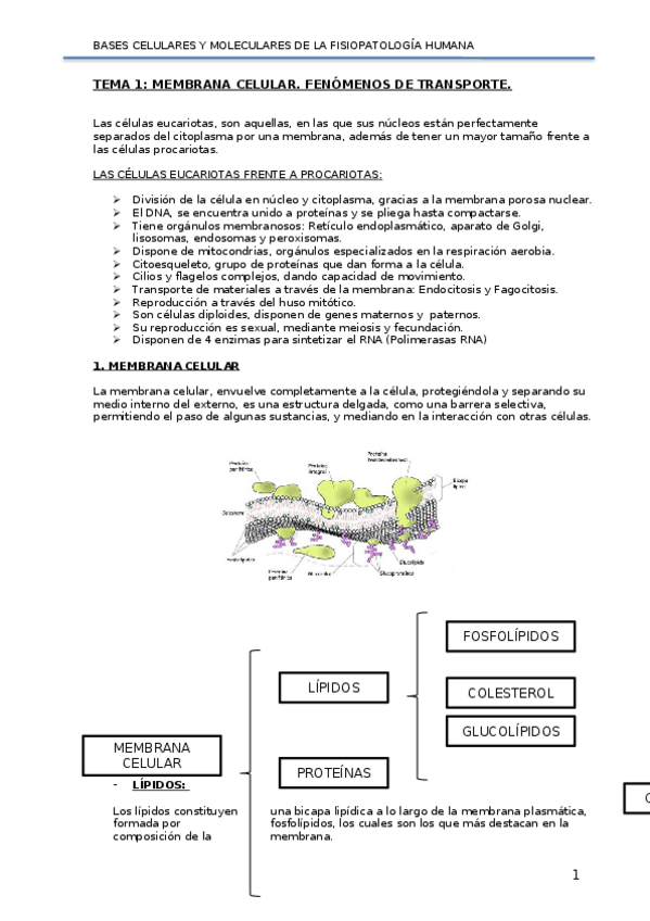 Miniatura del documento Teoria-Ana.docx