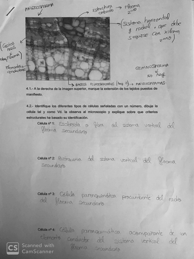 Miniatura del documento EXAMEN-HISTO-VEGETAL.pdf