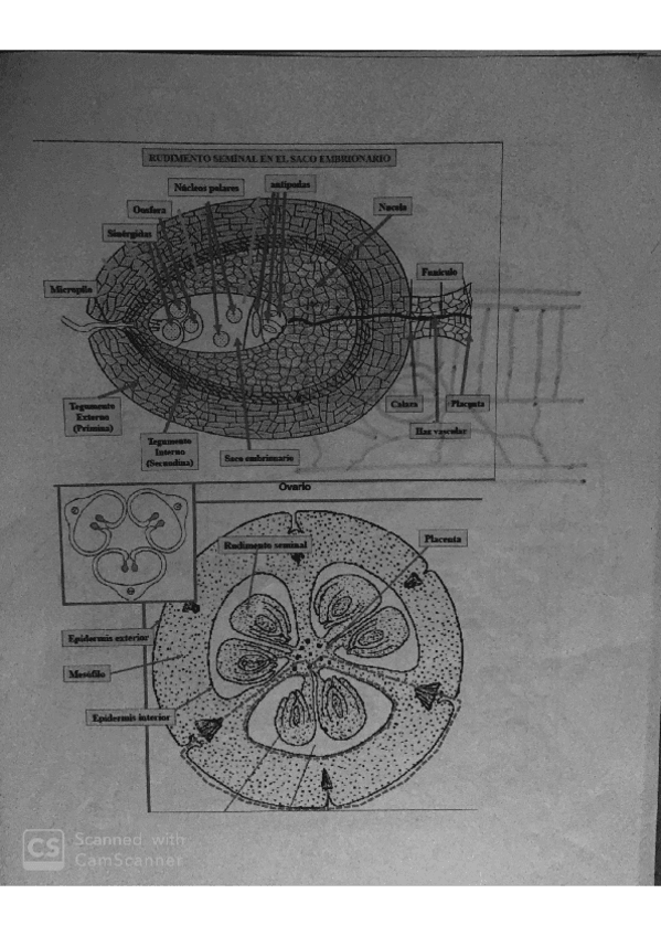 Miniatura del documento organo-vegetal.pdf