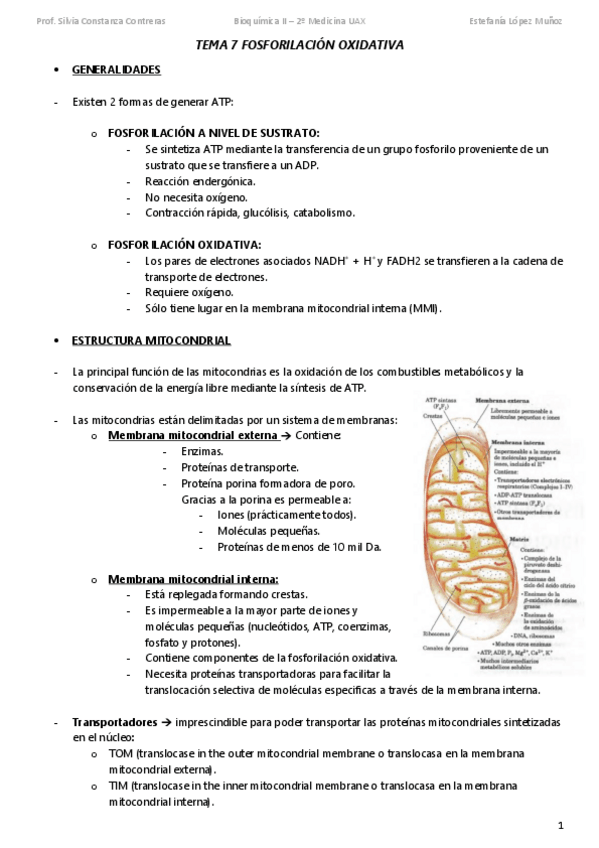 Miniatura del documento TEMA-7-FOSFORILACION-OXIDATIVA-subir.pdf