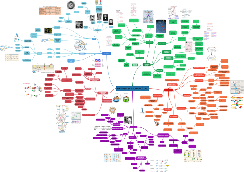 Miniatura del documento BIOSINTESIS-DE-MACROMOLECULAS.png