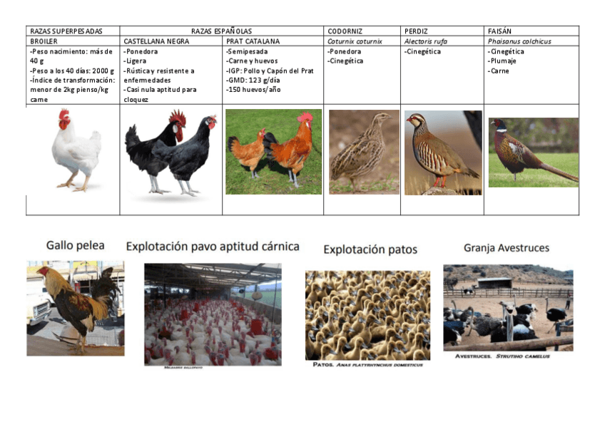 Miniatura del documento Aves.pdf