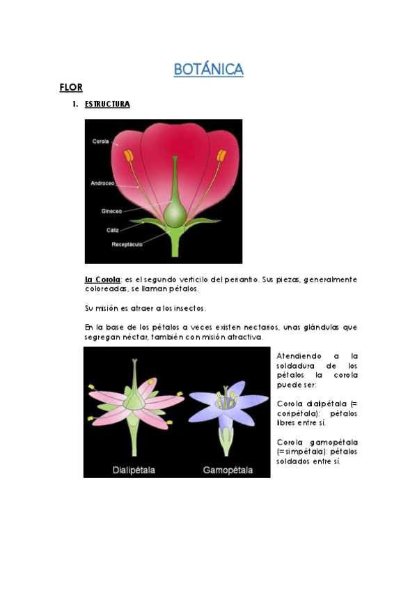 Miniatura del documento ORGANOGRAFÍA (FLOR HOJA RAIZ).pdf