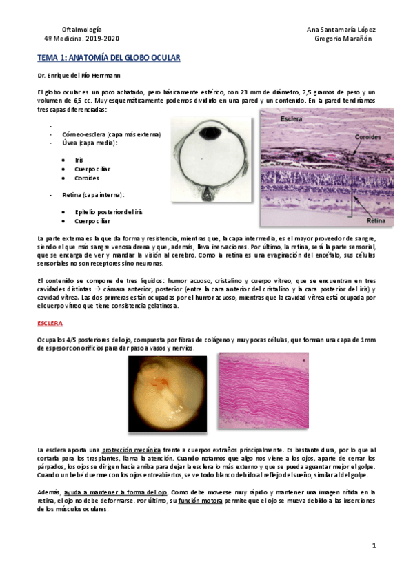 Miniatura del documento Tema-1-Anatomia-del-globo-ocular.pdf