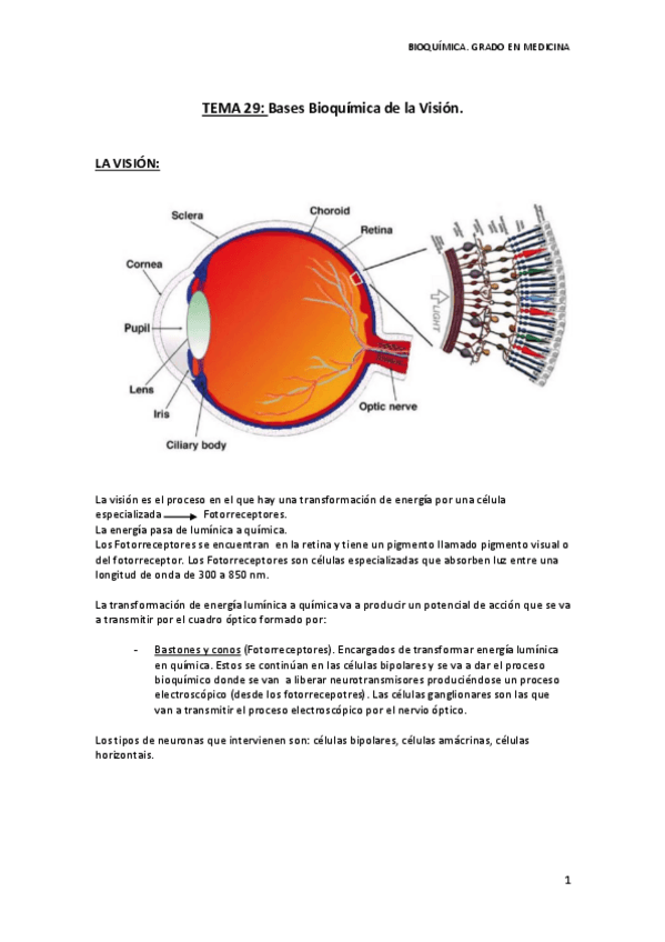Miniatura del documento TEMA 29.pdf