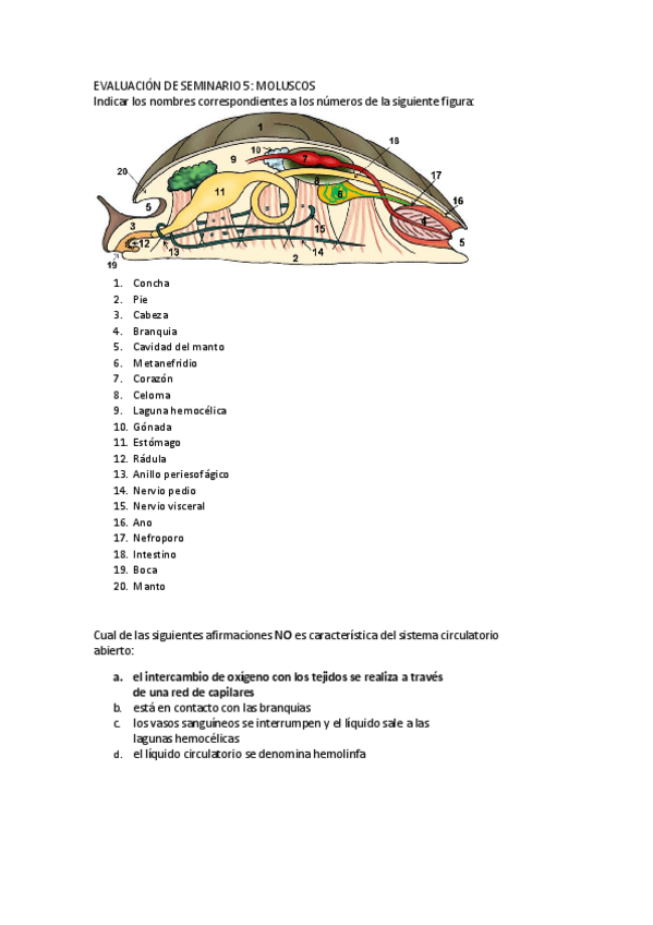 Miniatura del documento Evaluación seminario 5 moluscos