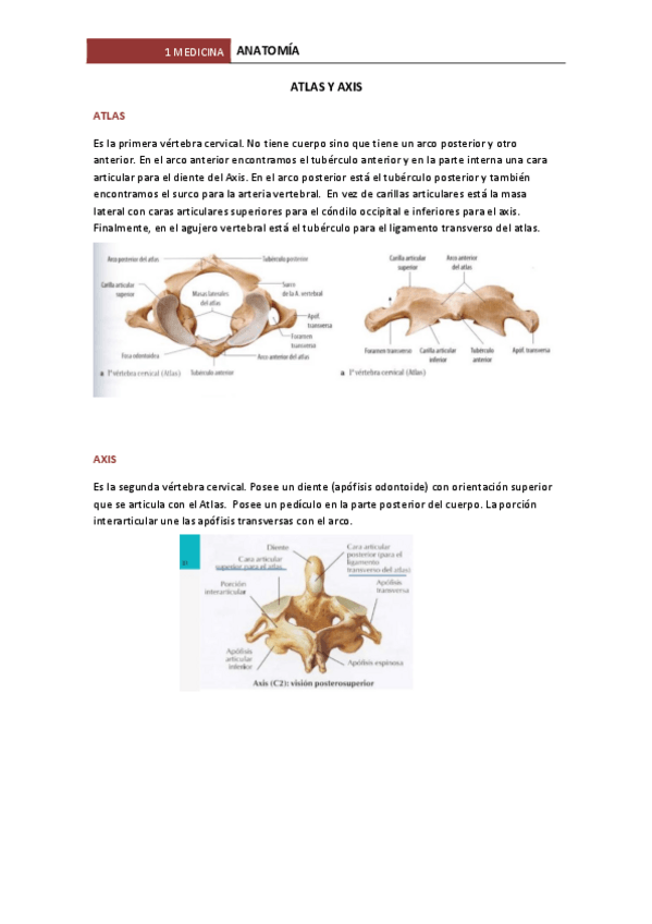 Miniatura del documento ATLAS-AXIS-COXIS-Y-SACRO.pdf