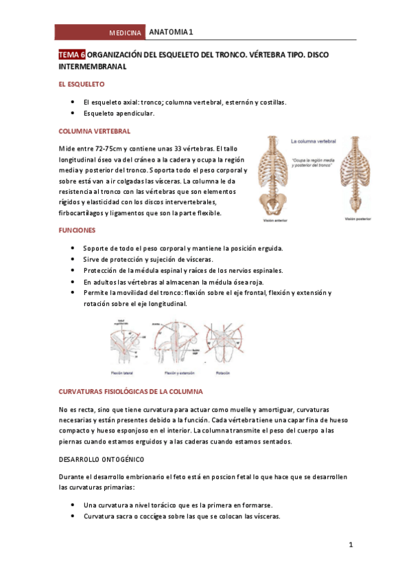 Miniatura del documento TEMA-6-ORGANIZACION-DEL-ESQUELETO-DEL-TRONCO.pdf