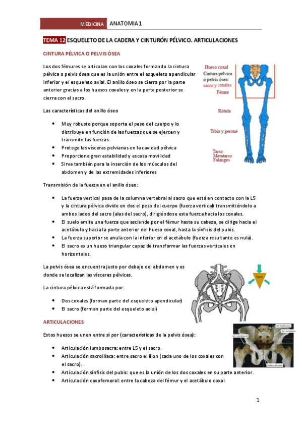 Miniatura del documento TEMA-12-ESQUELETO-DE-LA-CADERA-Y-CINTURON-PELVICO.pdf