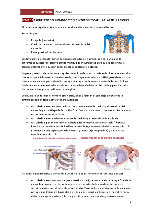 Miniatura del documento TEMA-16-ESQUELETO-DEL-HOMBRO-Y-DEL-CINTURON-ESCAPULAR.pdf